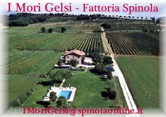 I Mori Gelsi - Fattoria Spinola